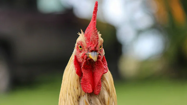 Common Reasons A Rooster Will Crow - DayDayNews