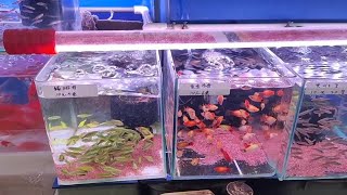 广州百艺城斑马鱼品种齐全，这家店铺才7种而已，不过性价比可以