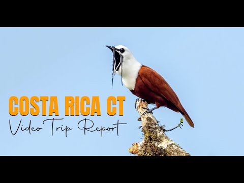 Costa Rica Birding