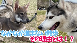 【警戒心むき出し！？】狼犬とハスキーのおさんぽ