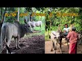 පැරණි අපේ වාහනය වූ බරකරත්තය (bullock cart)