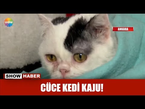 Video: Munchkin Veya Cüce Kedi Cinsi Hipoalerjenik, Sağlık Ve Ömrü