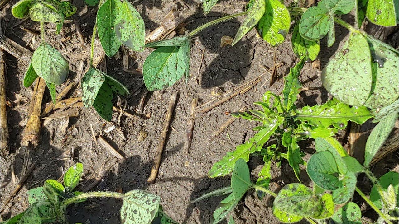 Applying Manure on Growing Soybeans YouTube
