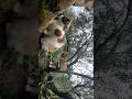 #animal #félin #cat #chat #cute #tree #exterior Chat 🐱 🐈 en extérieur
