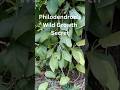 How Philodendron Ceylon Grows in the Wild | Climbing Magic 🌿 #philodendron #plants
