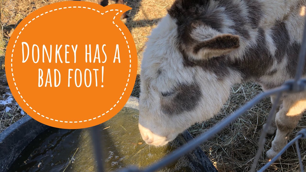 Donkey foot care. YouTube