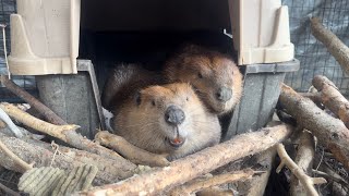 Rainy day back at home and a Beaver Con recap