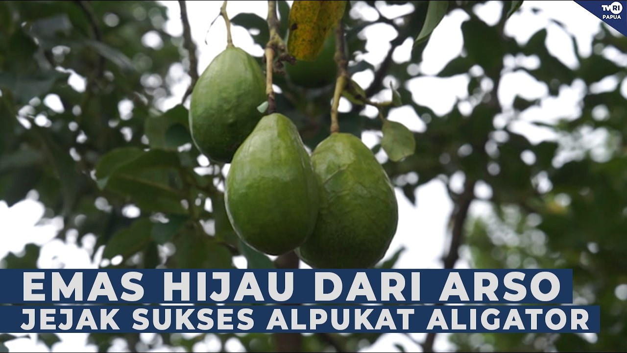 EMAS HIJAU ARSO 1: SUKSES BUDIDAYA ALPUKAT ALIGATOR DI KABUPATEN KEEROM