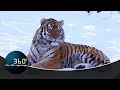 Einsatz für den Amur-Tiger