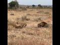 A leopard surrounded by a lion pride some want to kill it and others protected
