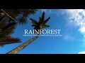 Rainforest -  New Zealand 4K