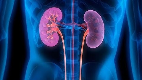 Kidney (Part-1). Prof. Dr. Md. Ashfaqur Rahman