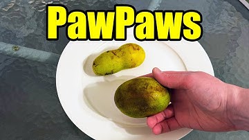 Sunflower & Seedling PawPaw (Asimina Triloba) Fruit Tasting Courtesy Of  @londonpawpaws