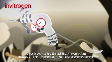 Invitrogen HRP標識2次抗体のペルさん