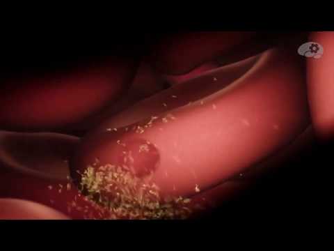 Трипаносома и малярийный плазмодий | Медицинская паразитология| НМИЦ им. В. А. Алмазова