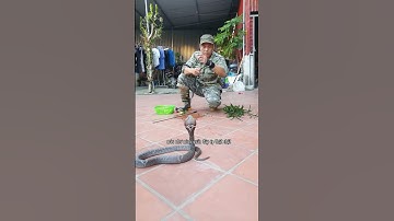 Điều đầu tiên cần làm khi bị rắn độc cắn #shorts