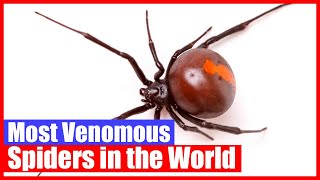 Top 10 Most Venomous Spiders in the World