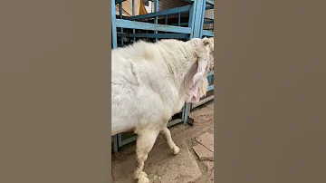 Kuze Goat At Zooland Jodhpur 