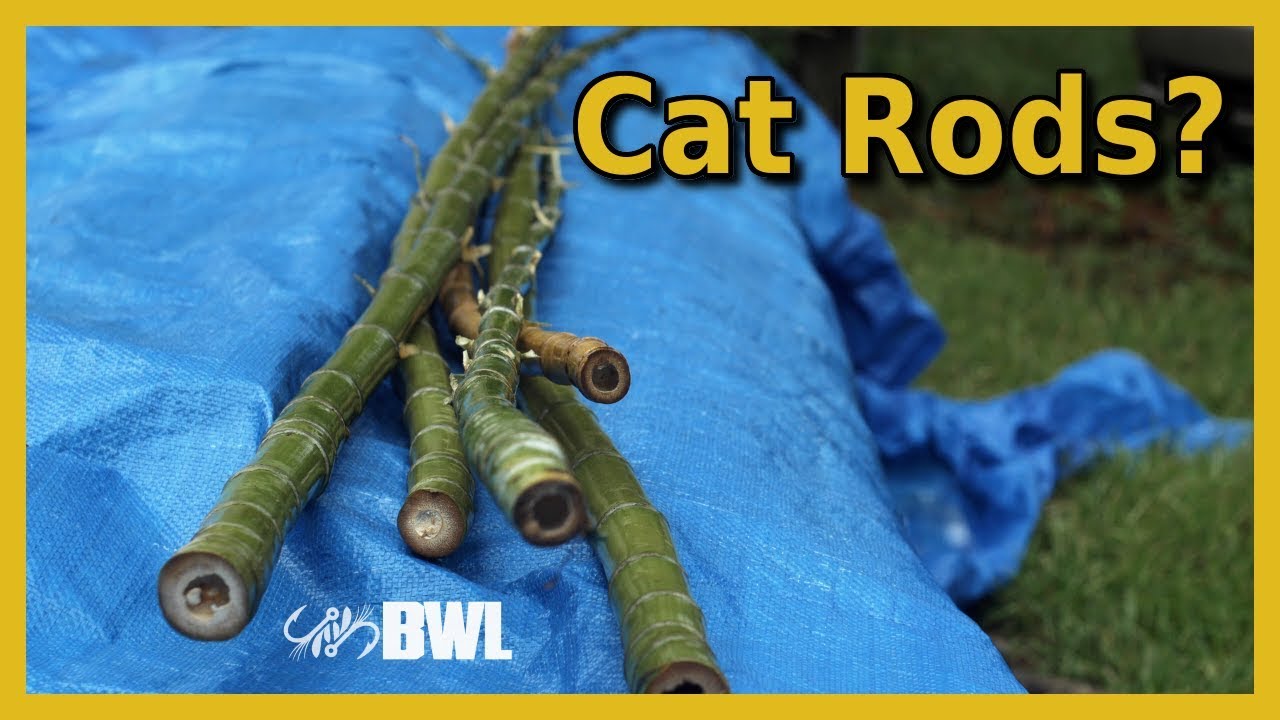 Calcutta Bamboo Catfish Rods