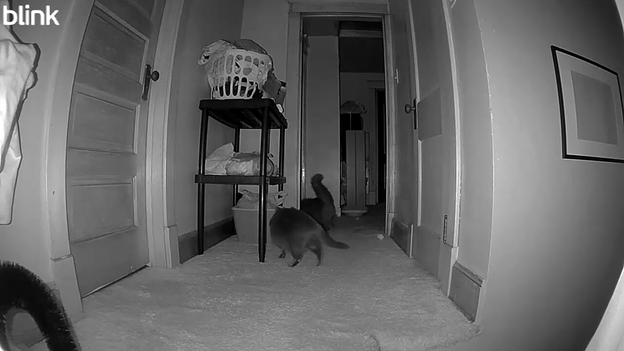 Candid Cat Camera 0097 MAR 19 2025