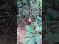 The hunter found a wild boar in trouble because its leg was caught in a branch #pigtrap #wildboar
