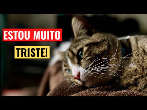 Vídeo: 24 fotos que mostram que os animais são anjos de coração puro