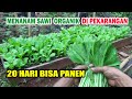 Cara  Menanam SAWI ORGANIK di Pekarangan CEPAT PANEN  Dari Semai Sampai Panen Versi IRP