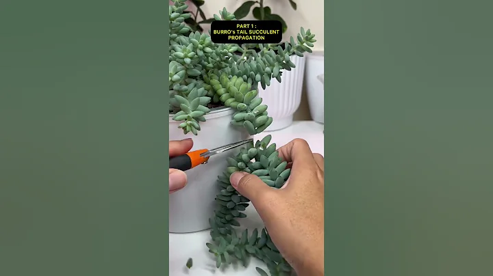 Burro’s Tail or Donkey Tail Succulent Propagation PART 1: How To Propagate This Succulents? - DayDayNews