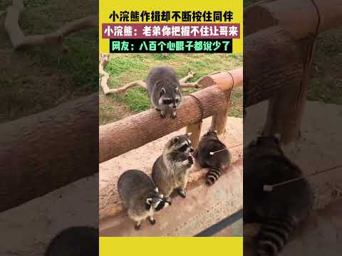 小浣熊作揖卻不斷按住同伴,小浣熊:老弟你把握不住讓哥來,網友:八百個心眼子都說少了 #宠哈哈