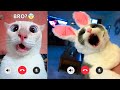 Best Funny Animal Videos 2023 😇 - Funniest Dogs 🐶 And Cats 😺🐴