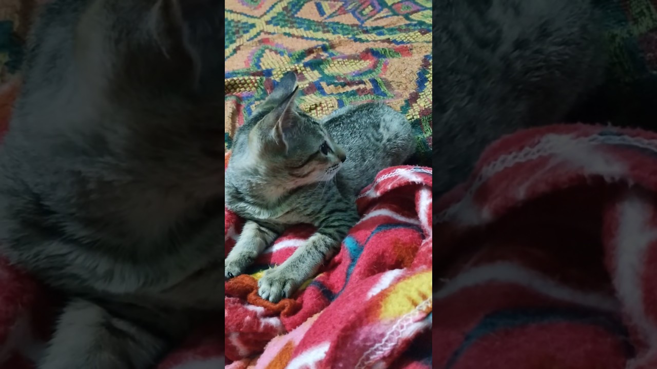 cat meowing to attract cats 😺😺♥️ 