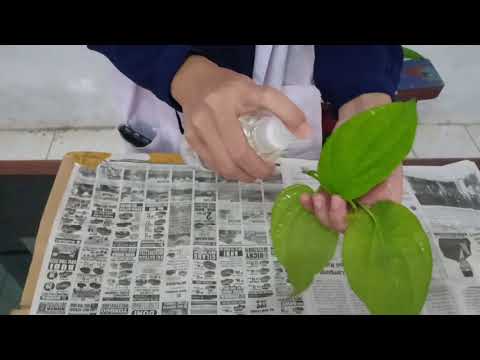 Video: Cara Membuat Herbarium