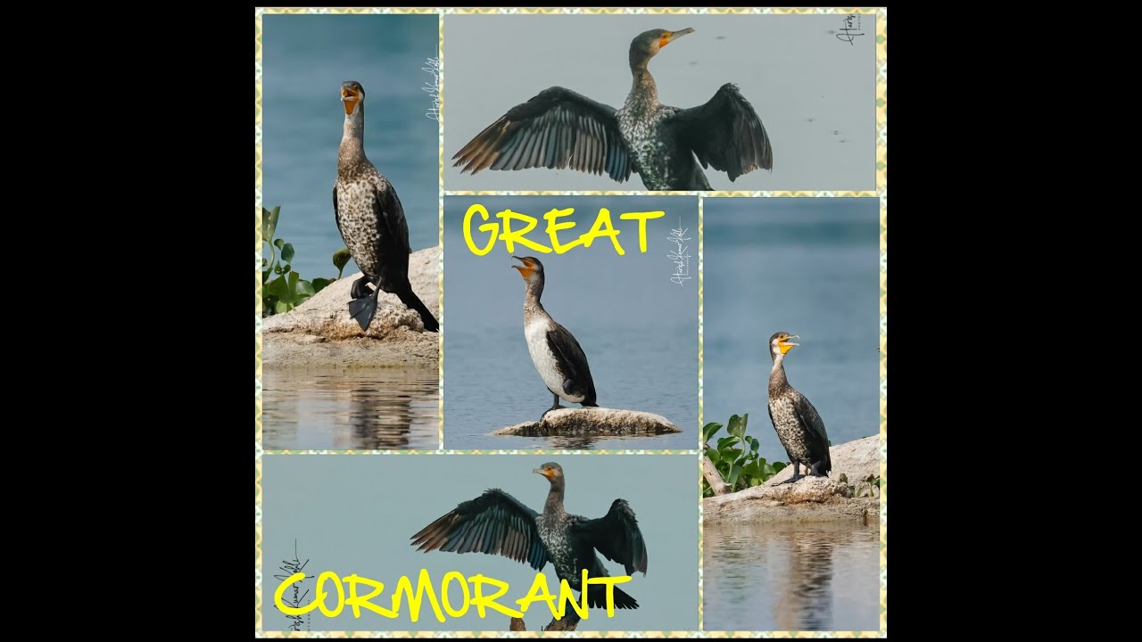 WILDLIFE PHOTOGRAPHY ll GREAT CORMORANT ll LARGE CORMORANT ll CORMORANT