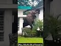 Amazing view | Wild elephant | While trying to find food.