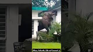 Amazing view | Wild elephant | While trying to find food. screenshot 4