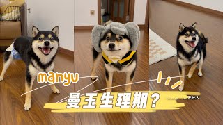 什么？狗狗也有生理期？ #柴犬 #豆柴 #抖音 #柴犬可愛い