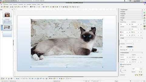 A macska, 2021. május 14. Középszintű informatika érettségi prezentáció feladata