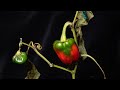 Time-lapse ripening peppers / EOS M3