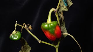 Time-lapse ripening peppers / EOS M3