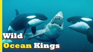 Orcas: 5 Fascinating Facts About Killer Whales