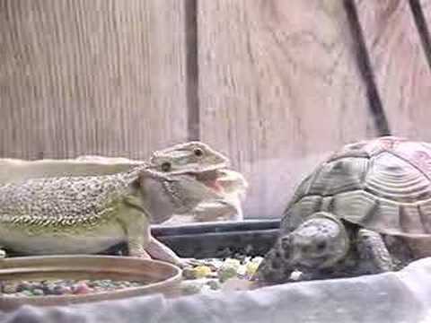 Bearded Dragon And Tortoise Have Lunch Youtube
