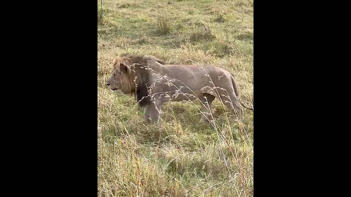 Huge Okavango Delta male part 2 #Shorts - DayDayNews