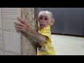 Best summary - Super monkey Kuku is happy when his mother bathes him