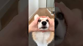 The Dog Action corgipuppycutedog