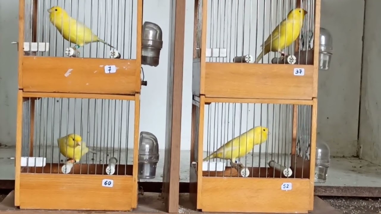 Malinois FC48 [07-60-37-52] 2025