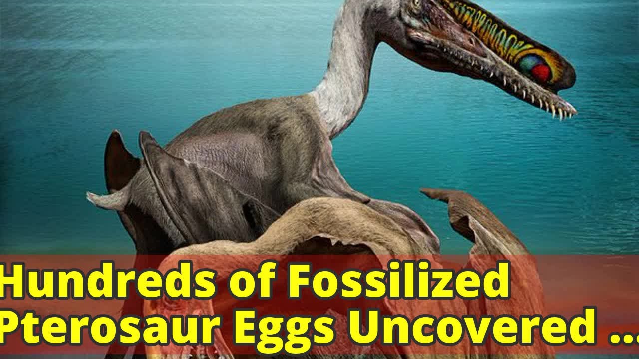 Hundreds Of Fossilized Pterosaur Eggs Uncovered In China YouTube