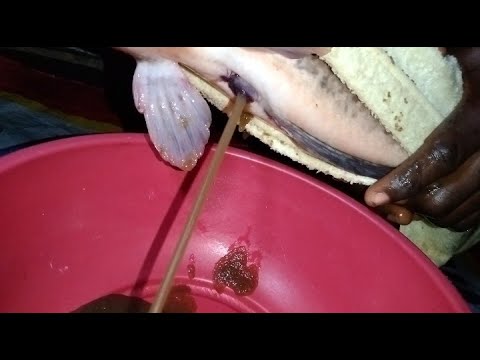 DETAILED; CATFISH HATCHING PROCESS / HATCH LIKE A PRO.... - YouTube