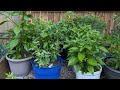How to grow green / red chilli in pots at the rooftop | Home Gardening
