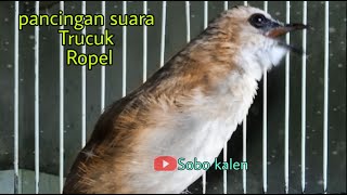 Suara trucukan ropel jernih Ampuh memancing trucuk ikut ropel