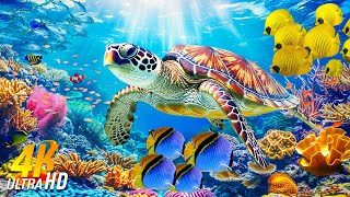 Under North Sea 4K - Beautiful Coral Reef Fish in Aquarium, Sea Animals for Relaxation - 4K Video #9